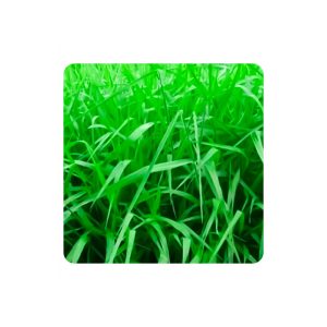 Brachiaria brizanta marandu