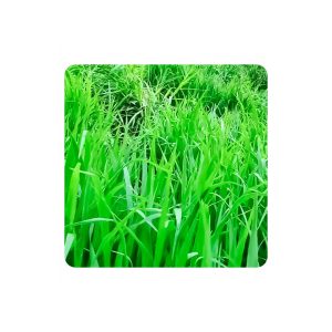 Brachiaria brizanta Mg-4