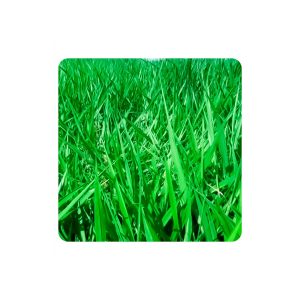 Brachiaria brizantha piata