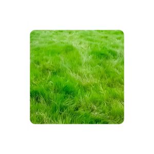 Brachiaria humidicola