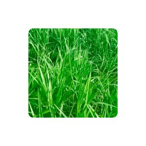 Brachiaria ruziziensis