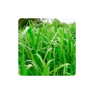 Panicum maximum mombaza