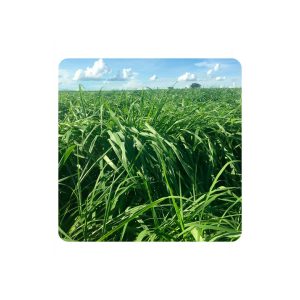 Panicum maximum tamani